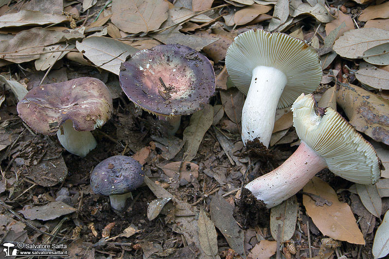 Russula amoenicolor foto 2