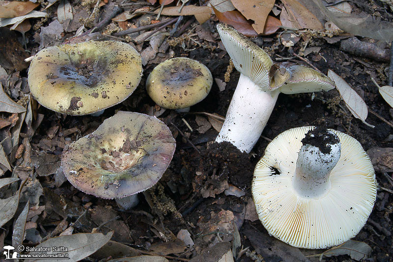 Russula amoenicolor foto 3