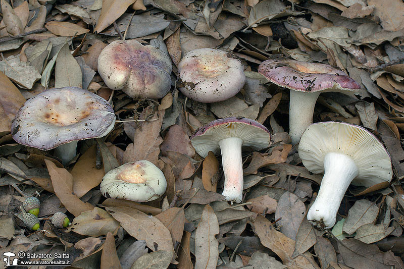 Russula amoenicolor foto 4