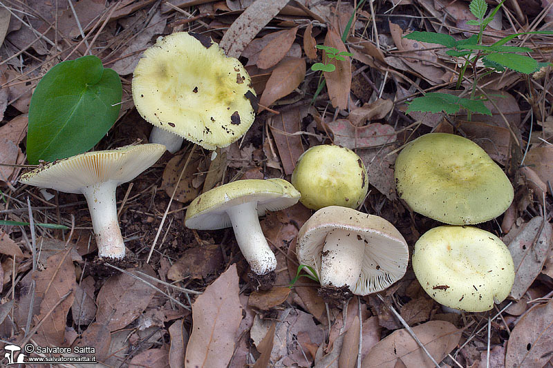 Russula amoenicolor foto 5