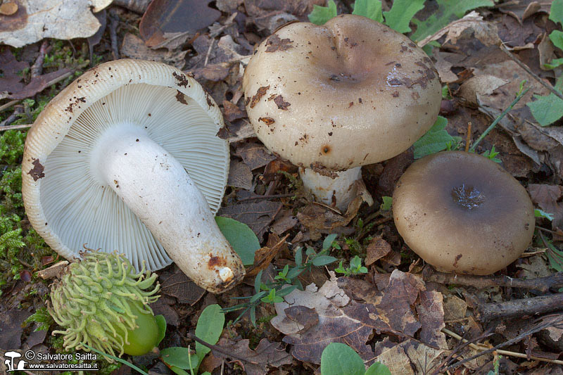 Russula amoenolens foto 1