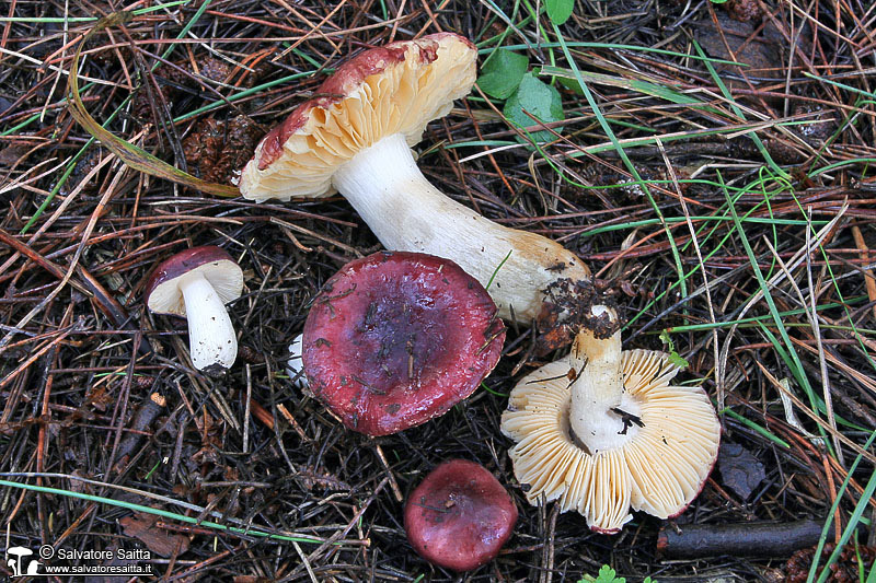 Russula cessans foto 1