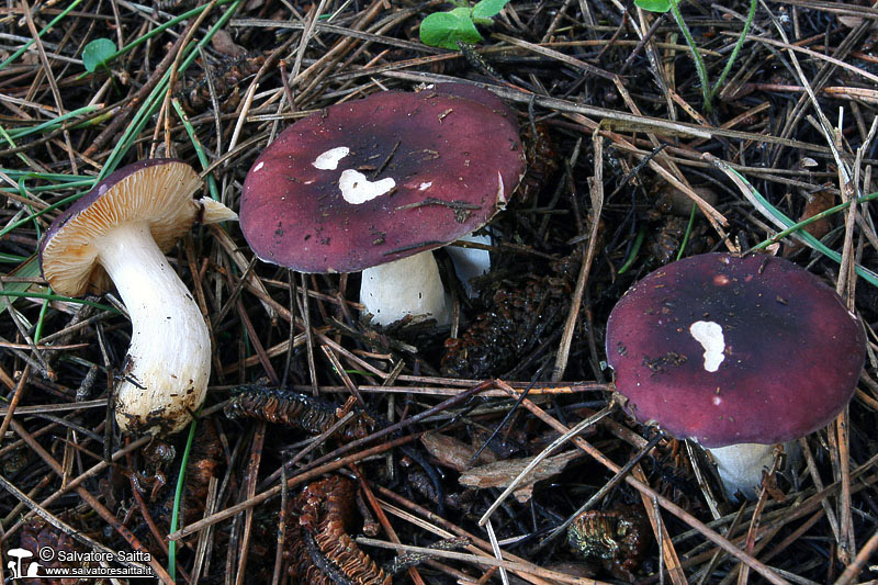 Russula cessans foto 2