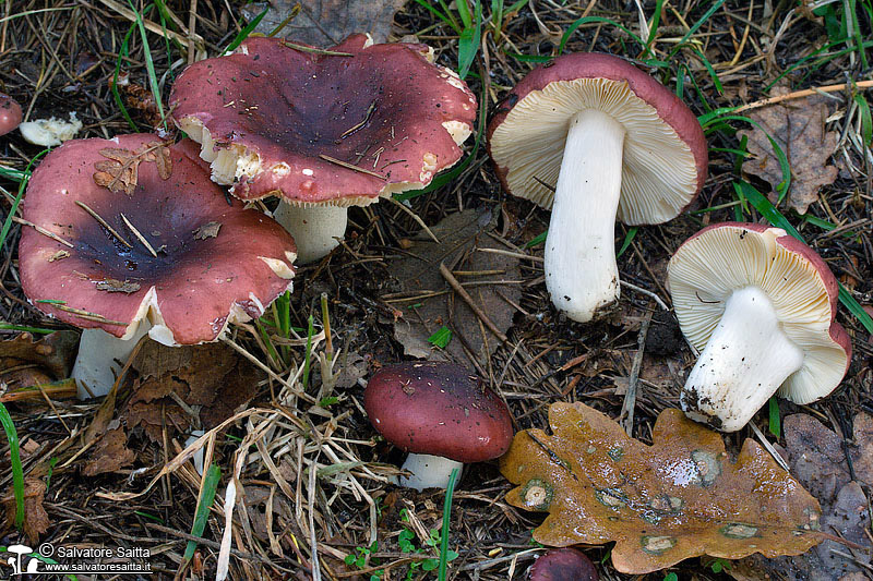 Russula cessans foto 3