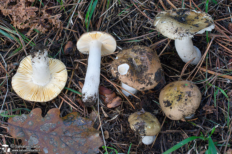 Russula cessans foto 5