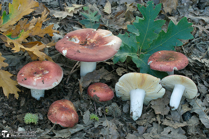 Russula decipiens foto 1