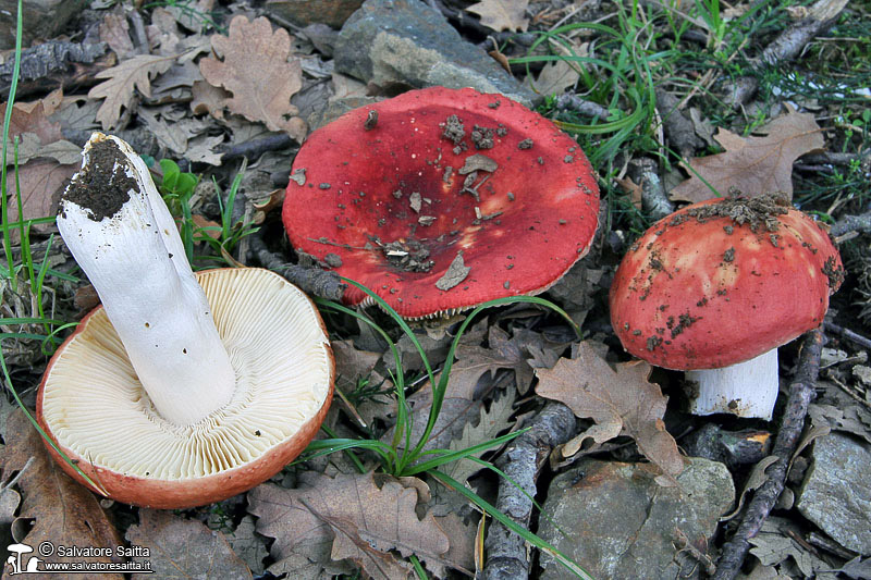 Russula maculata foto 1