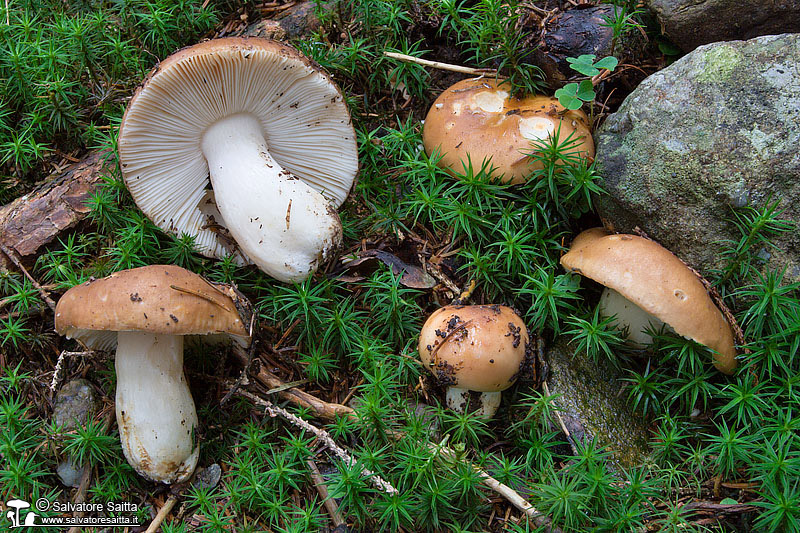 Russula mustelina foto 1