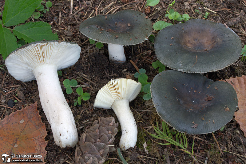 Russula parazurea foto 1