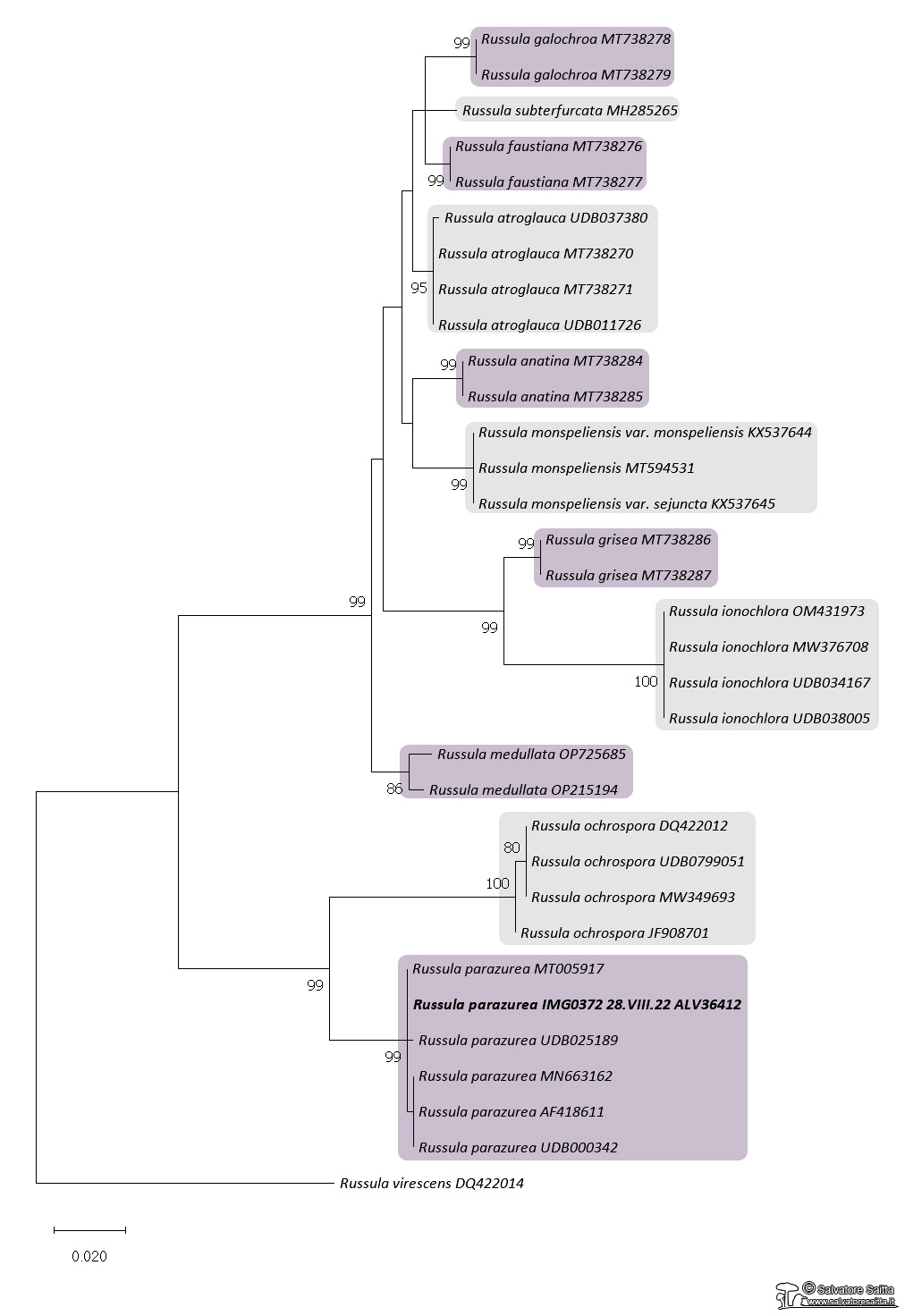 Russula parazurea albero filogenetico