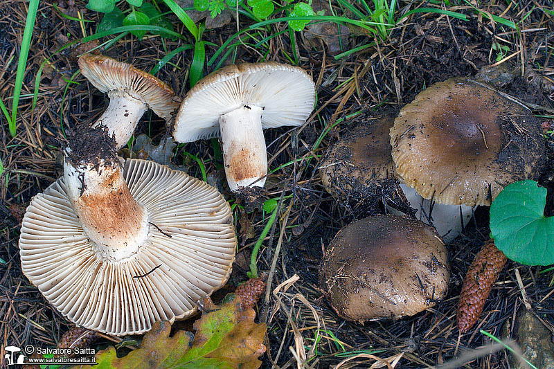 Russula sororia foto 1