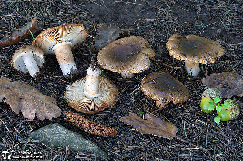 Russula sororia foto 2