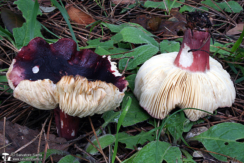 Russula torulosa foto 1