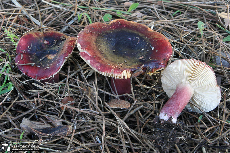 Russula torulosa foto 2