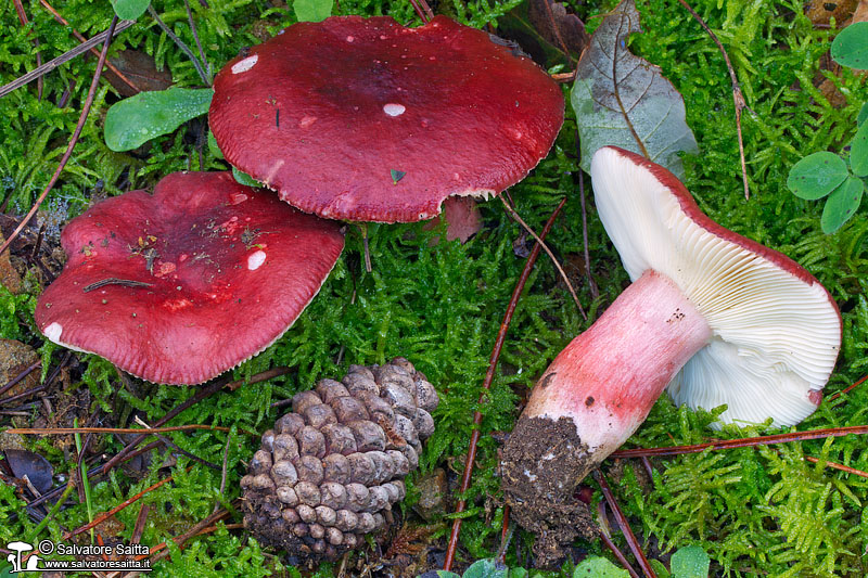 Russula torulosa foto 4