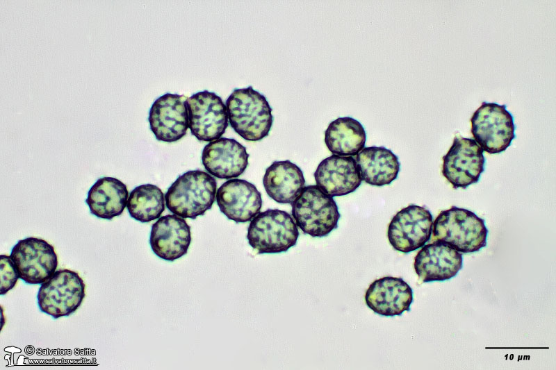 Russula torulosa spore foto 3