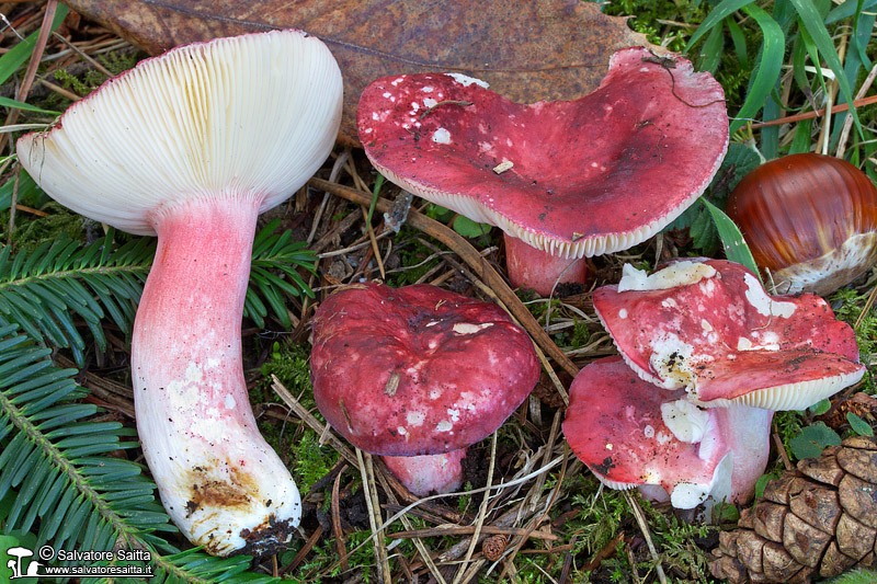 Russula violeipes foto 1