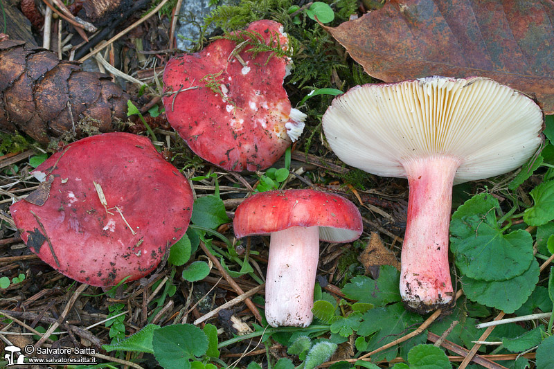 Russula violeipes foto 2