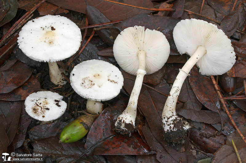 Sericeomyces serenus foto 1