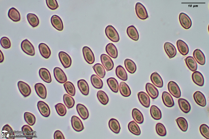 Sericeomyces serenus spore foto 1