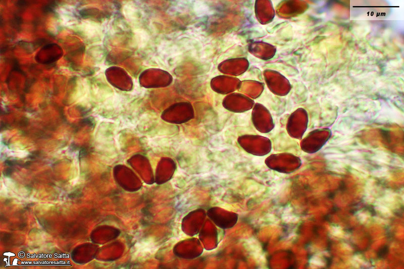 Sericeomyces serenus spore foto 3