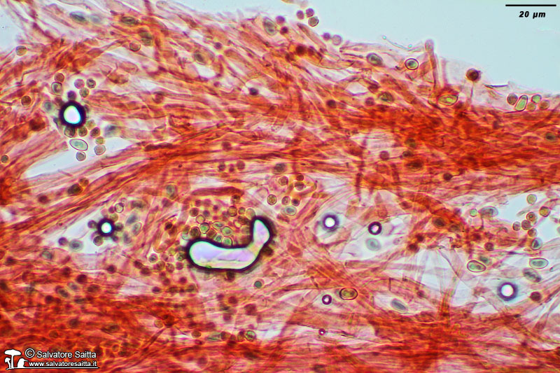 Sericeomyces serenus cuticola foto 1