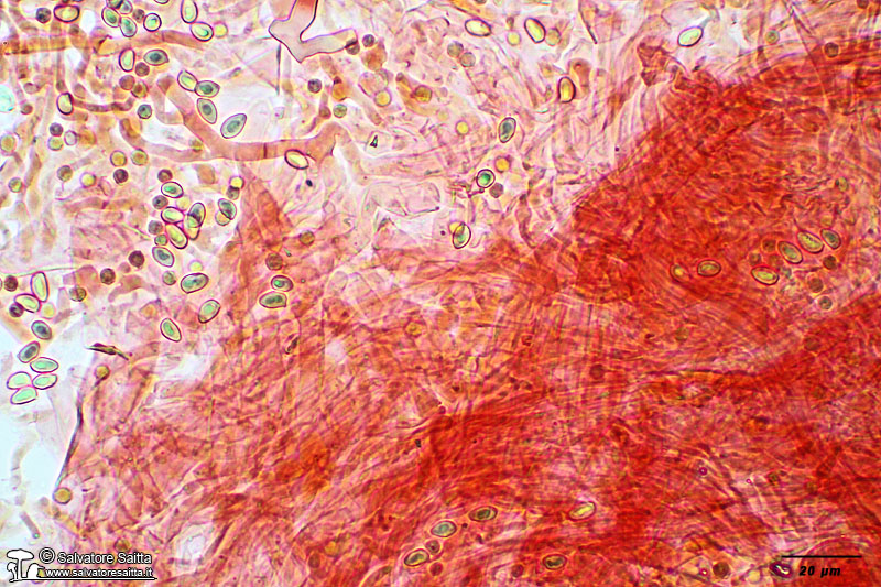 Sericeomyces serenus cuticola foto 2