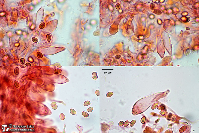 Sericeomyces serenus cheilocistidi foto 1