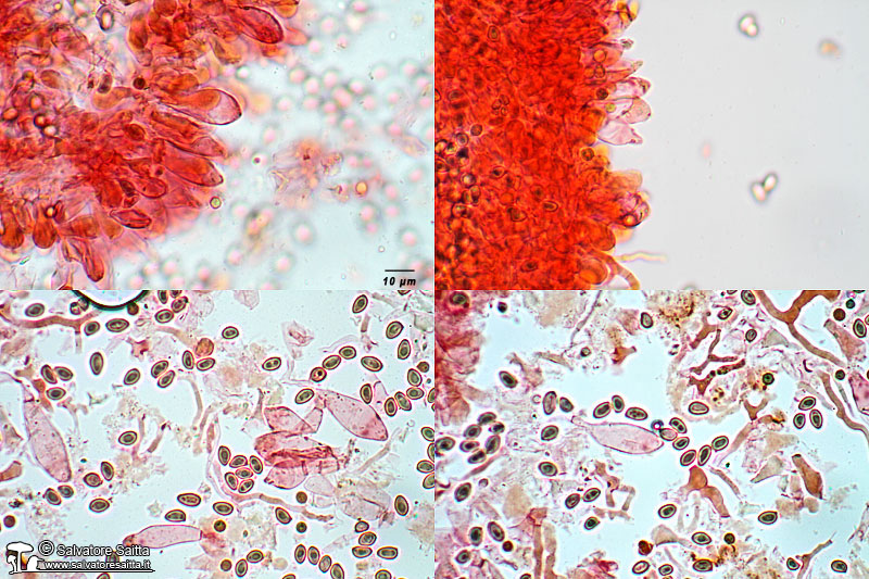 Sericeomyces serenus cheilocistidi foto 2