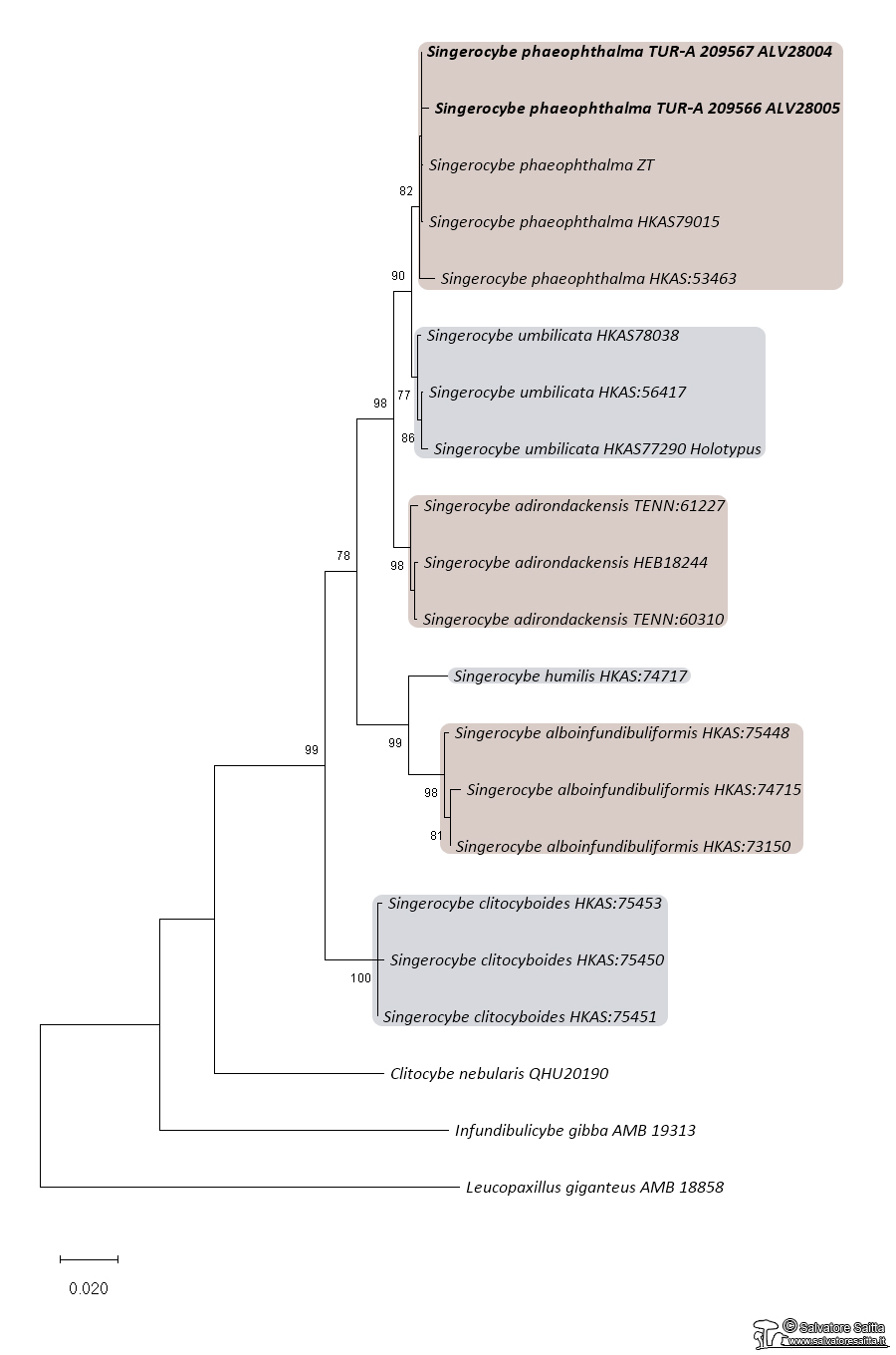 Singerocybe albero filogenetico ITS-SU