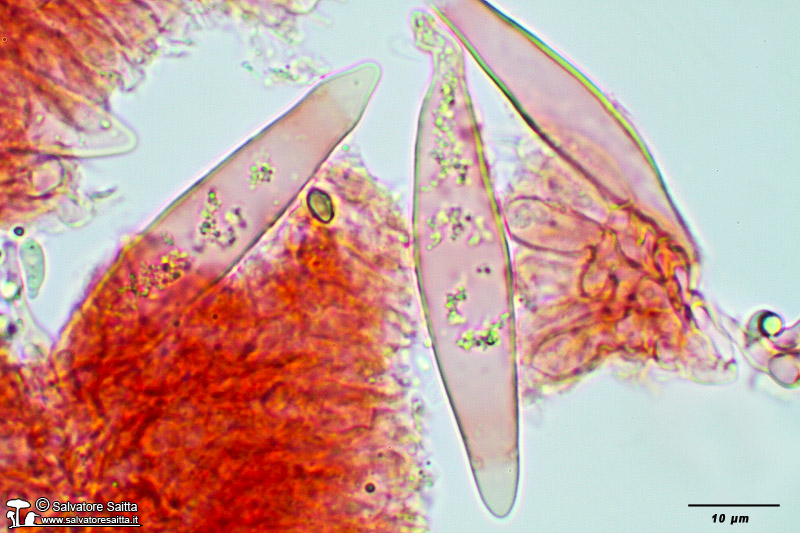 Strobilurus tenacellus cistidi imeniali foto 3