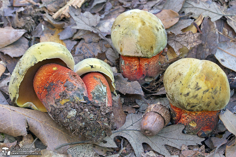 Boletus mendax foto 2