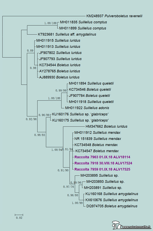 Boletus mendax albero filogenetico ITS
