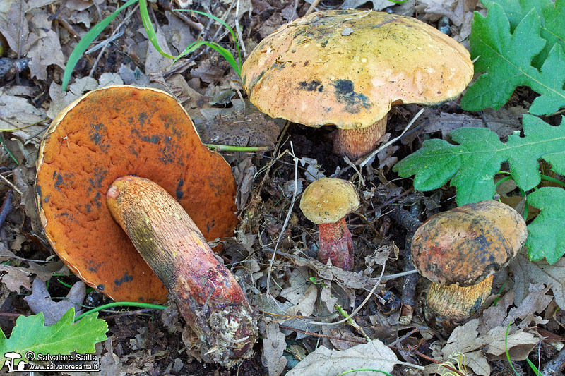 Boletus mendax foto 3