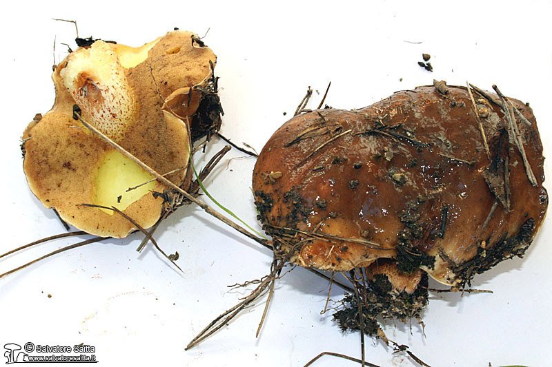 Suillus bellinii foto 3