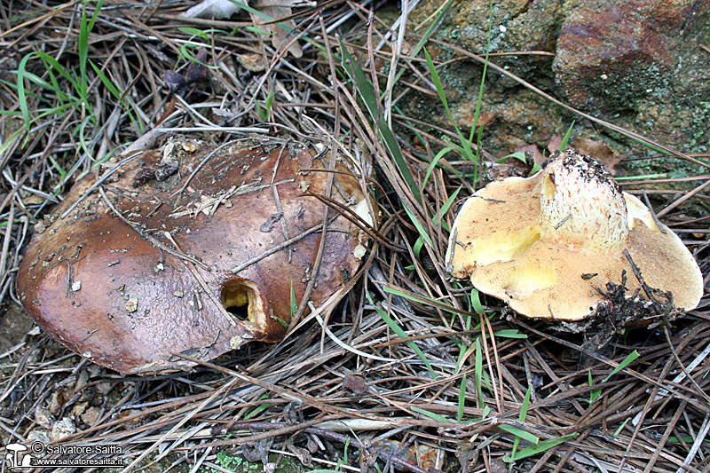 Suillus bellinii foto 4