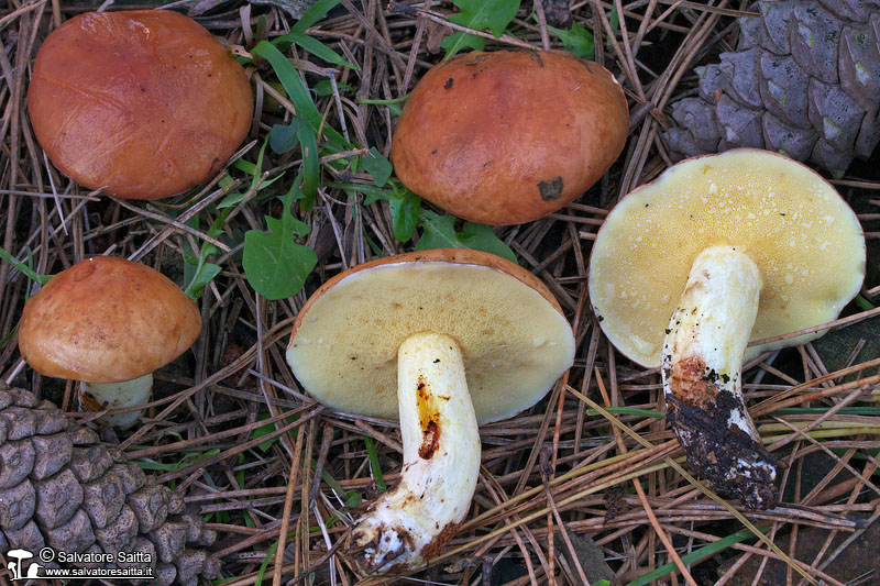 Suillus granulatus foto 2