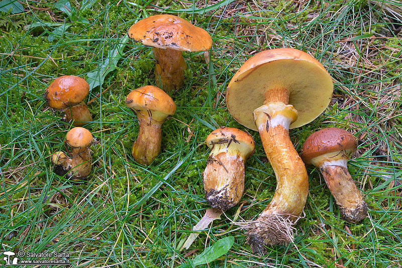 Suillus grevillei foto 1