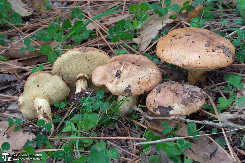 Suillus luteus foto 1