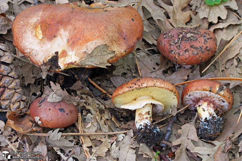 Suillus luteus foto 2