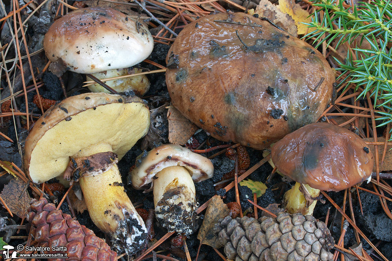 Suillus luteus foto 3