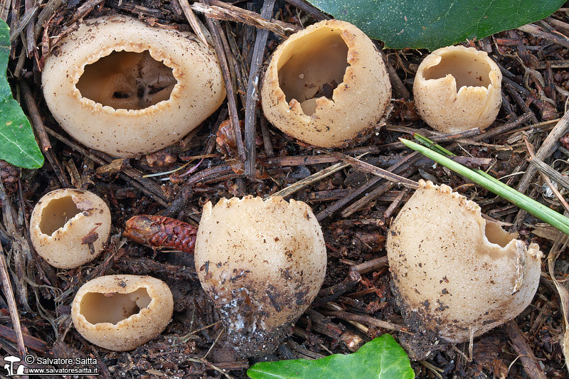 Tarzetta oblongispora foto 1