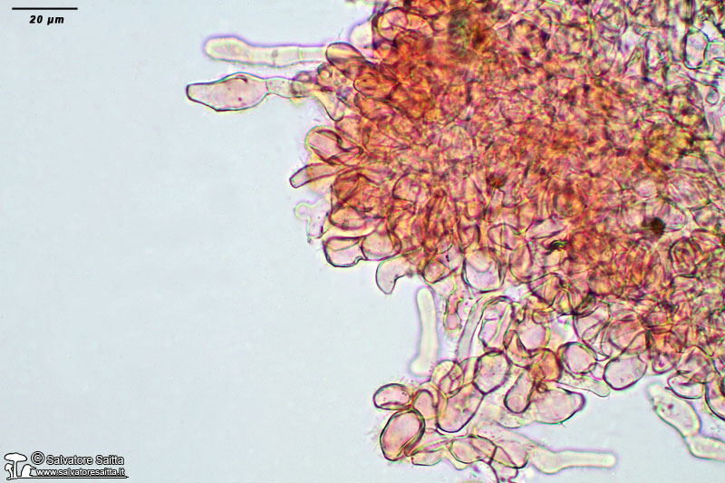 Tarzetta oblongispora excipulum foto 1