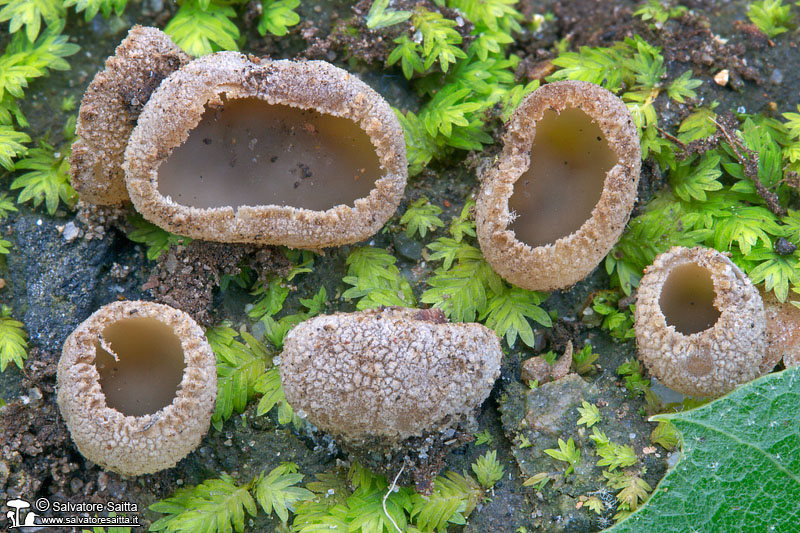 Tarzetta quercus-ilicis foto 1