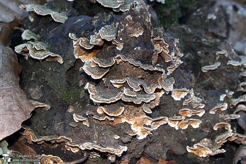 Trametes versicolor foto 1