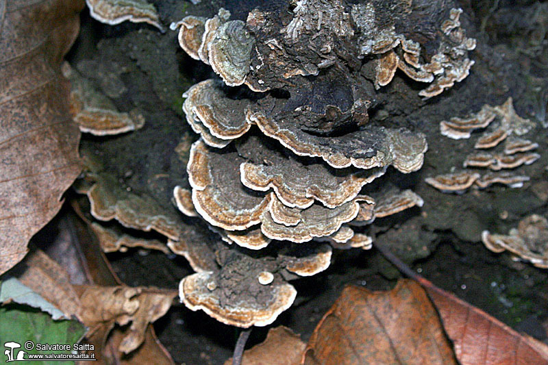 Trametes versicolor foto 2