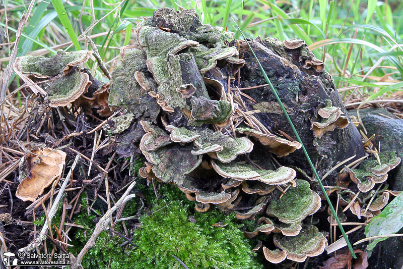 Trametes versicolor foto 3