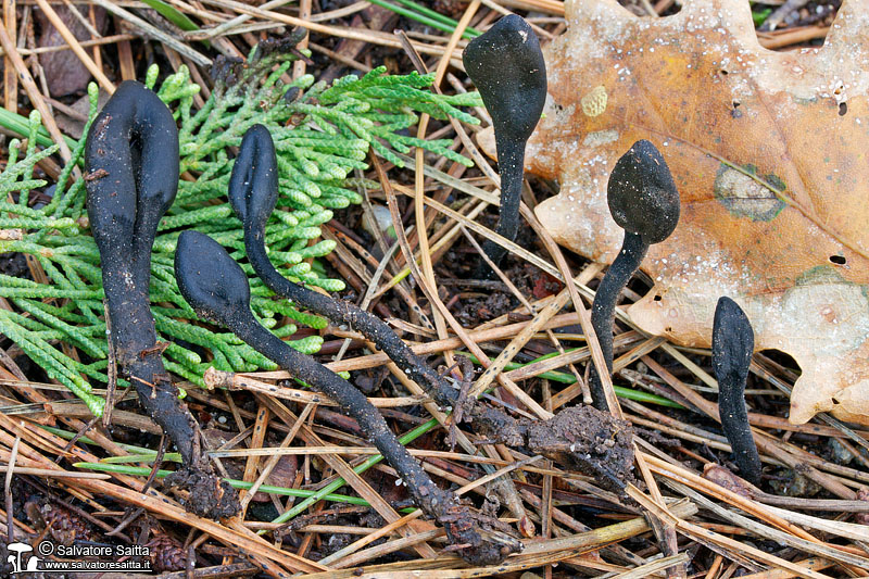 Trichoglossum hirsutum foto 1