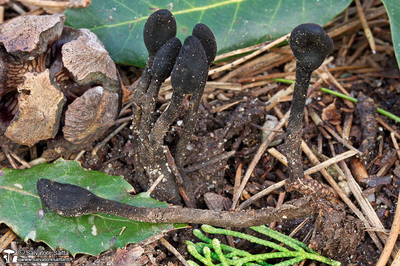 Trichoglossum hirsutum foto 2