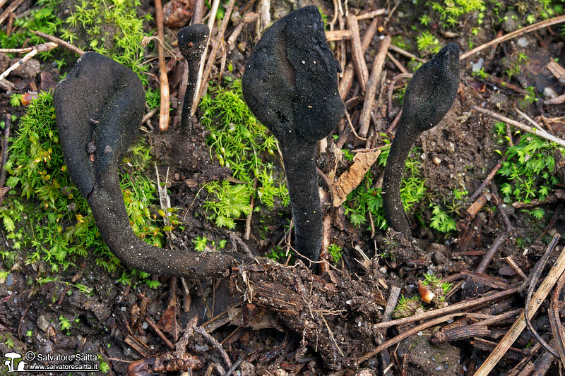 Trichoglossum hirsutum foto 3